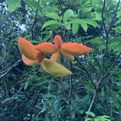 Sterculia lanceolata
