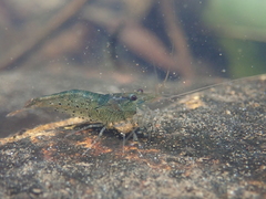 Caridina cantonensis