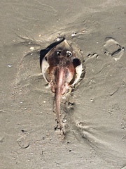 Rostroraja eglanteria