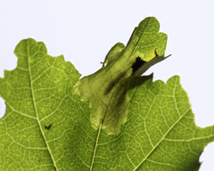 Astrotischeria omissa