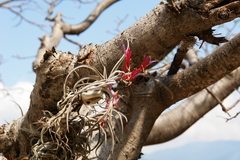 Tillandsia caput-medusae