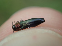 Agrilus pratensis