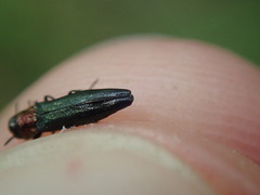 Agrilus pratensis