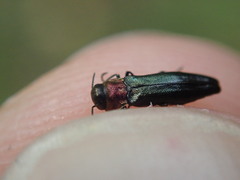 Agrilus pratensis