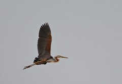 Ardea purpurea