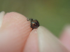 Agrilus pratensis