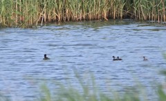 Tachybaptus ruficollis