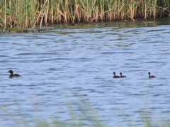 Tachybaptus ruficollis