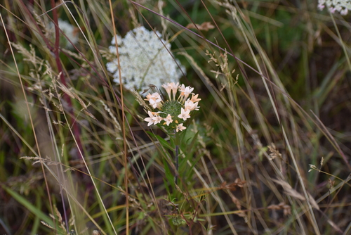 Collomia grandiflora