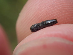 Agrilus pratensis