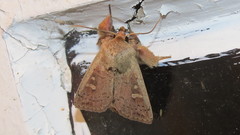 Leucania pseudargyria