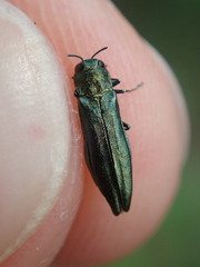 Agrilus suvorovi