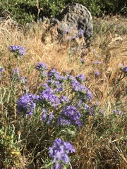 Eriastrum densifolium