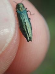 Agrilus suvorovi