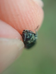 Agrilus suvorovi