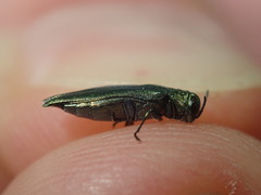 Agrilus suvorovi