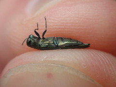 Agrilus suvorovi