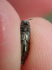 Agrilus suvorovi