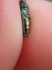 Agrilus suvorovi