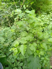 Arctium nemorosum