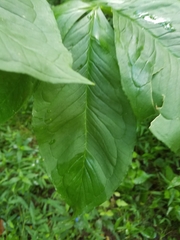 Arisaema dracontium