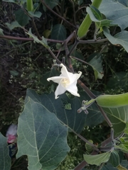 Datura