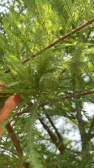 Taxodium distichum