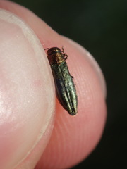 Agrilus viridis
