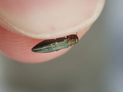 Agrilus viridis