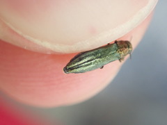 Agrilus viridis