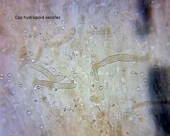 Pseudohydropus commenticius