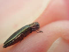 Agrilus viridis