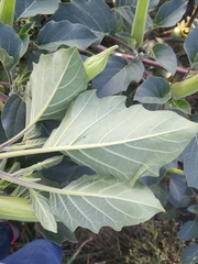 Datura