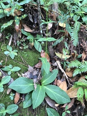 Swertia shintenensis