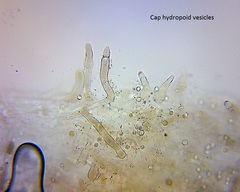 Pseudohydropus commenticius