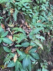 Swertia shintenensis