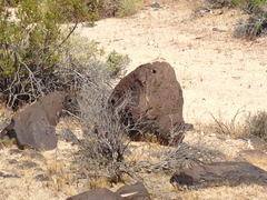 Dipsosaurus dorsalis dorsalis