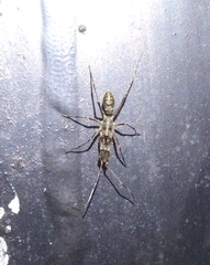 Pranburia mahannopi