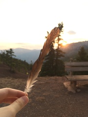 Garrulus glandarius graecus