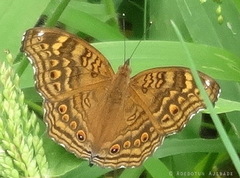 Junonia chorimene