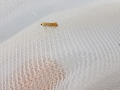 Phyllonorycter quercifoliella