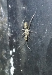 Pranburia mahannopi