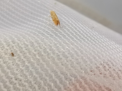 Phyllonorycter quercifoliella