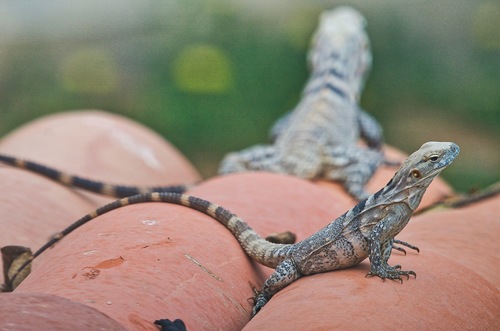 Cape Spiny-tailed Iguana