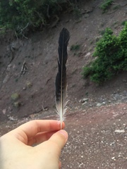 Garrulus glandarius graecus