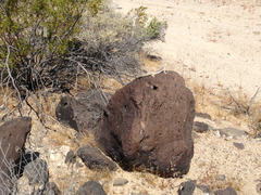 Dipsosaurus dorsalis dorsalis