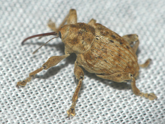 Curculio elephas