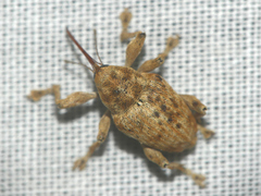 Curculio elephas
