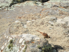 Ochetorhynchus andaecola