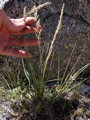 Festuca kingii